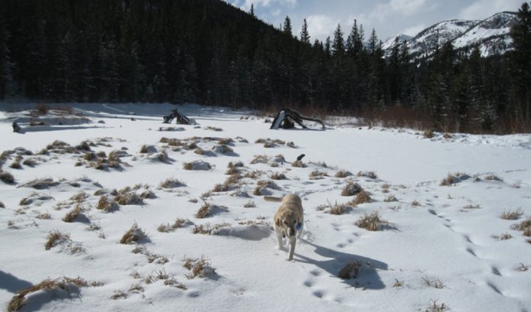 Hessie Trail - Snowshoeing