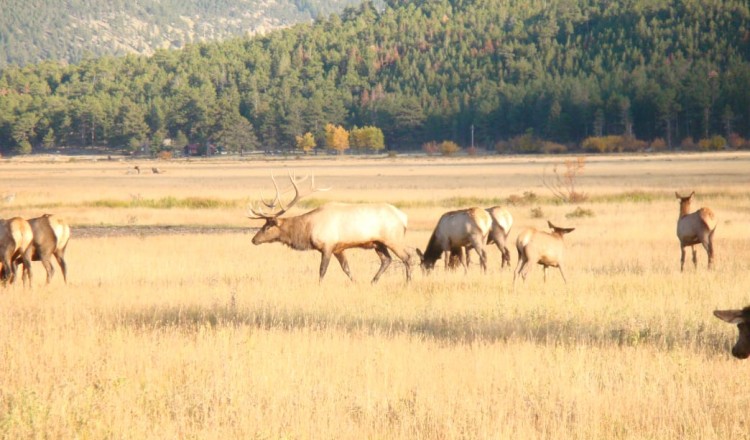 bull elk