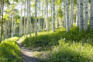Hiking trail on Mount Shavano near Salida, Colorado