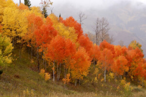 Aspen trees turning near a trail near Waterdog Lakes outside Salida, Colorado