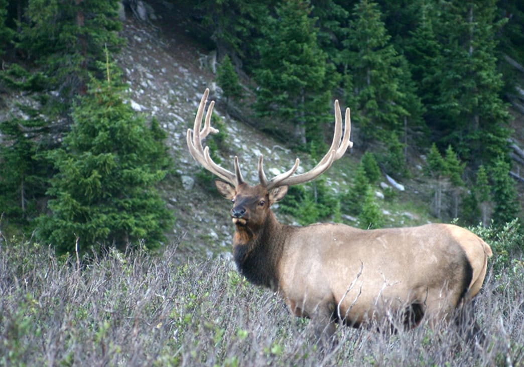 Seek the Call of the Rocky Mountain Elk